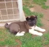 Photo №4. I will sell american akita in the city of Kraljevo. breeder - price - negotiated