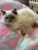 Photo №1. ragdoll - for sale in the city of Flemalle | Is free | Announcement № 128962