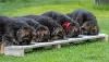 Additional photos: Gorgeous German Shepherd puppies