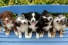 Photo №1. australian shepherd - for sale in the city of Gruyères | 188$ | Announcement № 129305