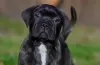 Photo №3. bullmastiff female Duchess available. Netherlands