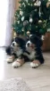 Photo №2 to announcement № 84404 for the sale of bernese mountain dog - buy in Serbia breeder