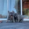 Photo №3. Beautiful French bulldog puppies for sale. Poland