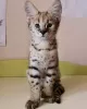 Photo №1. savannah cat - for sale in the city of Andel | 832$ | Announcement № 24351