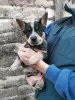 Additional photos: Australian Cattle Dog puppies