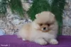 Additional photos: Pomeranian