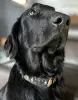 Photo №2 to announcement № 127187 for the sale of flat-coated retriever - buy in France 