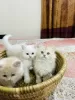 Photo №2 to announcement № 130471 for the sale of persian cat - buy in France private announcement