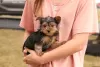 Photo №2 to announcement № 63807 for the sale of yorkshire terrier - buy in Germany 