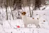 Photo №2 to announcement № 17624 for the sale of jack russell terrier - buy in Belarus from nursery