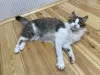 Additional photos: A wonderful young cat, kitten Lisa, is looking for a home and a loving family!