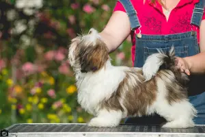 Photo №4. I will sell shih tzu in the city of Kharkov. breeder - price - 1000$