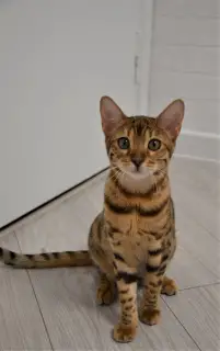 Photo №2 to announcement № 4917 for the sale of bengal cat - buy in Belarus private announcement, breeder