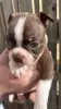 Additional photos: We have 5 beautiful bostons puppies for sale,