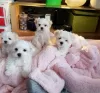 Photo №1. maltese dog - for sale in the city of Potsdam | negotiated | Announcement № 32043