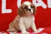 Photo №1. cavalier king charles spaniel - for sale in the city of Ixelles | 169$ | Announcement № 75584