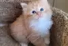 Photo №2 to announcement № 128592 for the sale of siberian cat - buy in Finland breeder