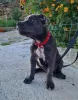 Photo №4. I will sell american bully in the city of Trieste. private announcement - price - negotiated