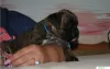 Additional photos: German boxer puppies