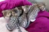 Photo №3. Licensed Savannah F1,F2,F3,F4,F5 Kittens Available. United States