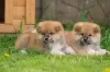 Photo №3. Akita inu puppies. Belarus