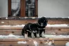 Additional photos: Puppies Khotosho (Buryat Dog) kennel Heritage of Buryatia