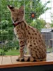 Photo №2 to announcement № 8024 for the sale of savannah cat - buy in Poland 