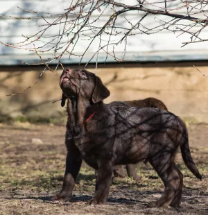 Additional photos: Adorable Labrador Puppies