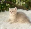 Additional photos: Golden British Shorthair Longhair Girls Boys