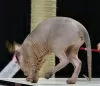 Additional photos: Sphynx Show Quality Black Kitten