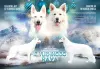 Photo №1. berger blanc suisse - for sale in the city of Astrakhan | 471$ | Announcement № 8863