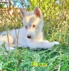 Photo №2 to announcement № 7799 for the sale of siberian husky - buy in Russian Federation private announcement, from nursery, breeder