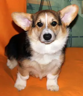 Photo №3. Welsh Corgi Pembroke. Russian Federation