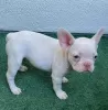 Additional photos: french bulldog