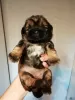 Additional photos: Purebred Shih Tzu puppies