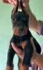 Photo №1. dobermann - for sale in the city of Subotica | negotiated | Announcement № 111964