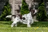 Additional photos: English Springer Spaniel puppies