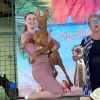 Additional photos: Pharaoh Hound Puppy Girl