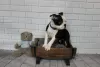 Photo №4. I will sell boston terrier in the city of Аугсбург. private announcement - price - Is free