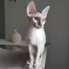 Additional photos: Cornish Rex girl, 5.5 months