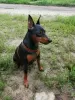 Additional photos: miniature pinscher