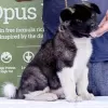 Additional photos: American Akita puppies