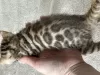 Additional photos: Bengal kittens