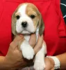 Photo №4. I will sell beagle in the city of Дрезден. private announcement - price - 450$