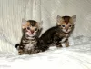 Photo №4. I will sell bengal cat in the city of Woltersdorf. private announcement, breeder - price - 300$