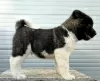 Photo №3. American Akita, TOP puppies. Serbia