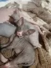 Additional photos: Don Sphynx kittens