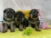 Photo №2 to announcement № 43101 for the sale of german shepherd - buy in Poland breeder