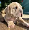 Photo №1. english bulldog - for sale in the city of Wyoming | 300$ | Announcement № 36284