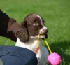 Photo №2 to announcement № 129506 for the sale of english springer spaniel - buy in Netherlands private announcement